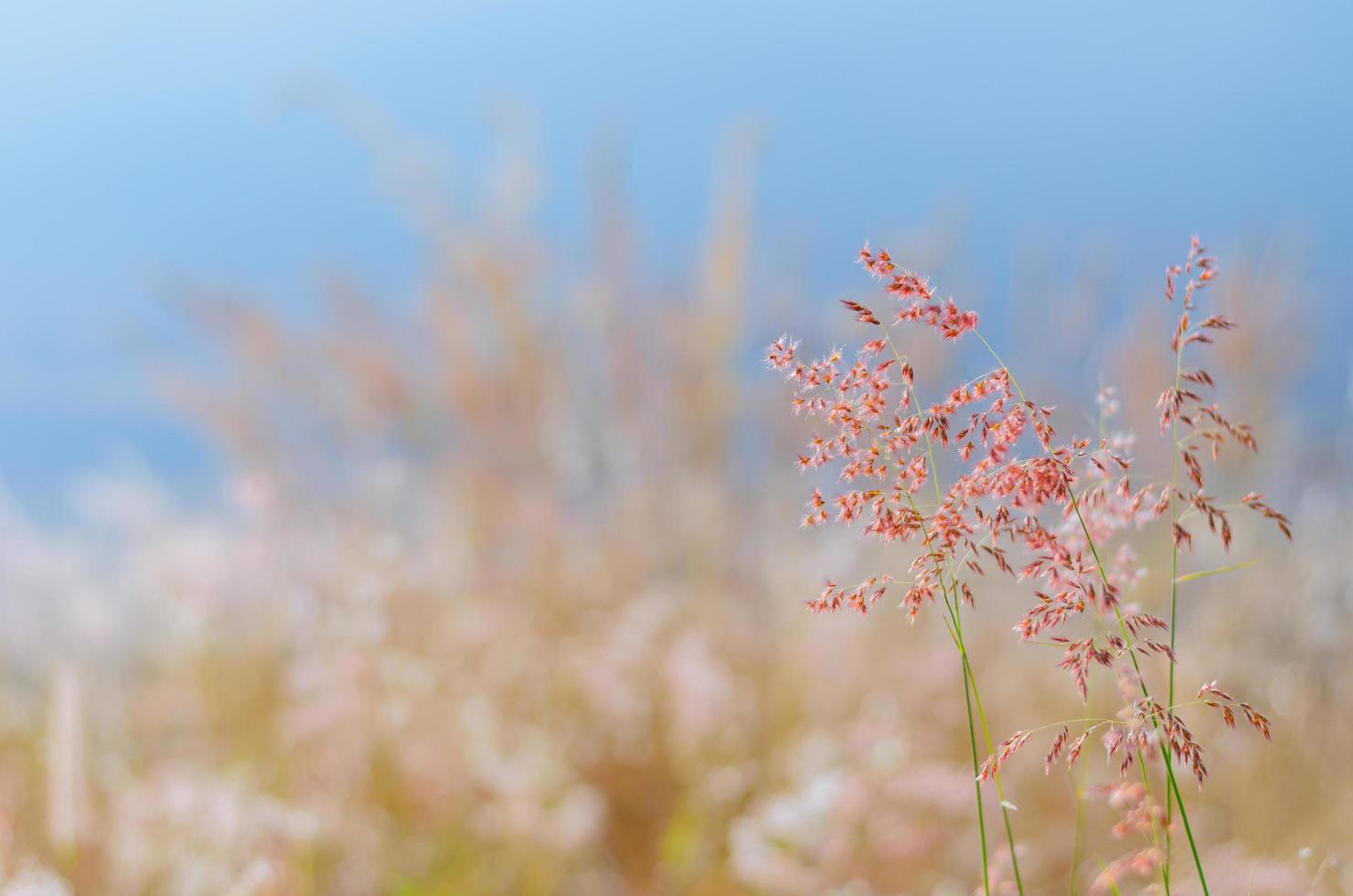 foco borroso de hierba natal rosa con fondo borroso de color marrón y azul de hojas secas y agua del lago. foto