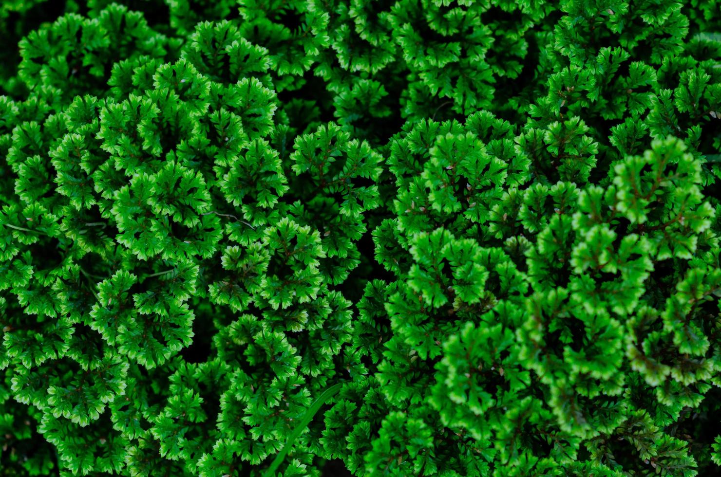 Green fresh abstract and tuxtured leaves background of small trees. photo