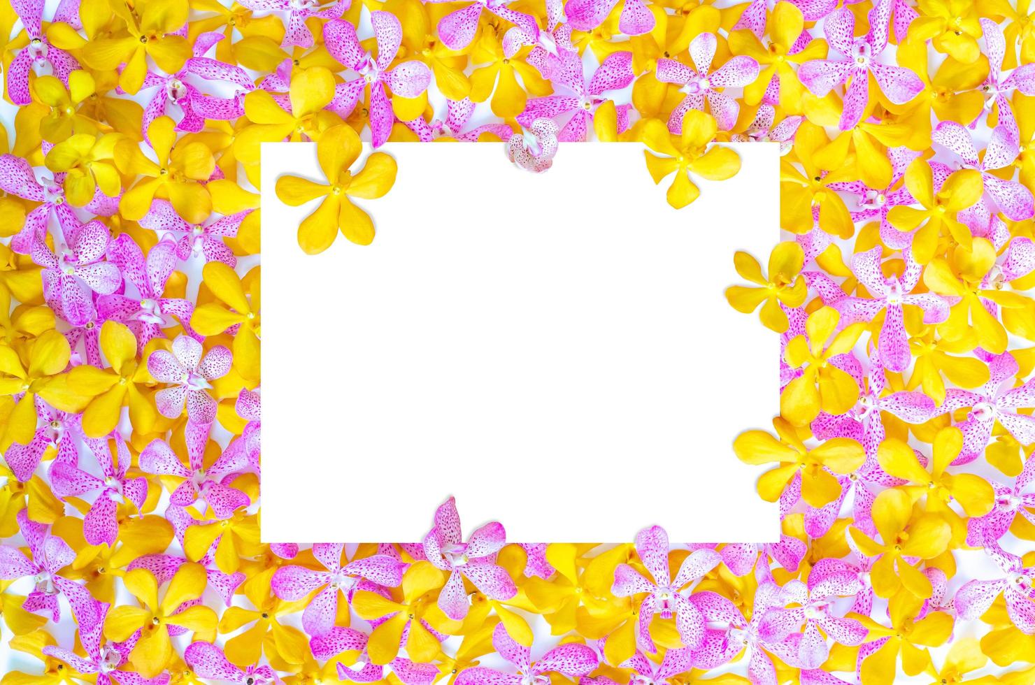 Pink and yellow color orchids with blank white square space for text. Backdrop and background concept. photo