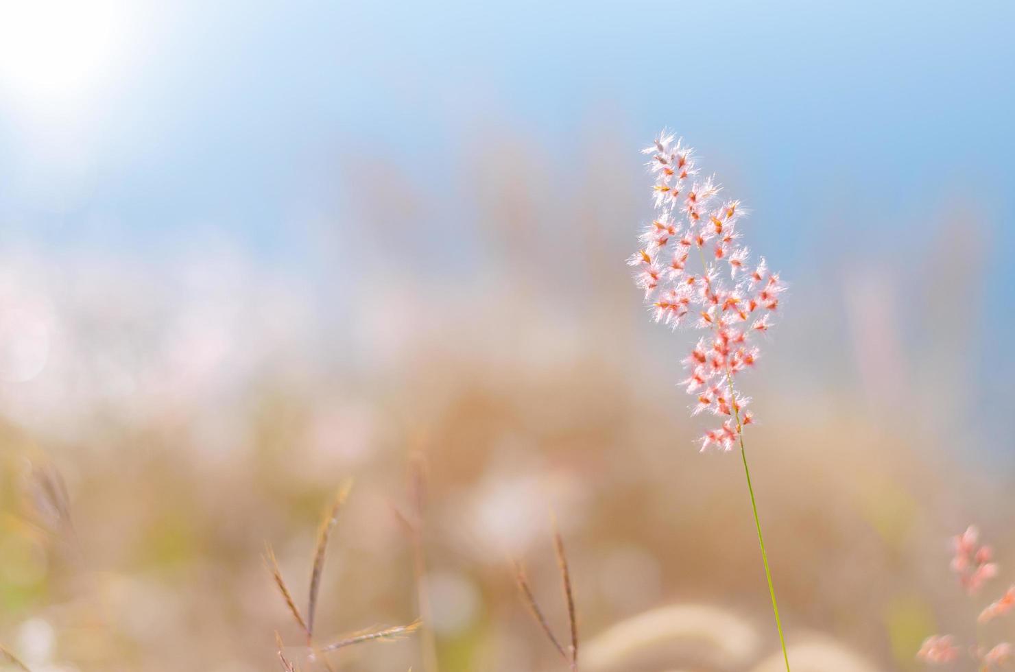 Blurred focus of Rose Natal grass with blurry brown and blue color background from dry leaves and water from the lake. photo