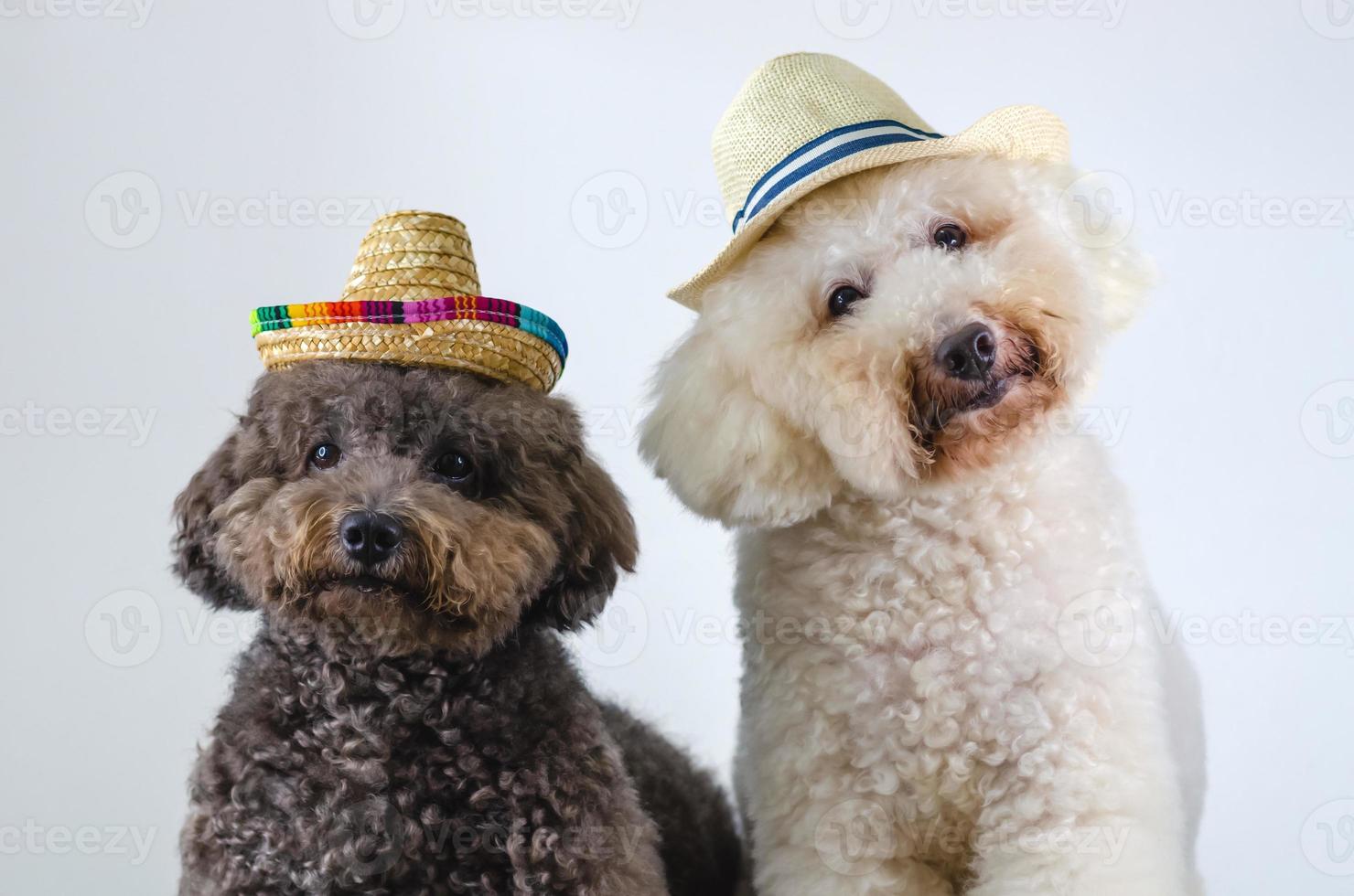 Two adorable black and white Poodle dog wearing hat and sitting together on white color background for Summer concept. photo