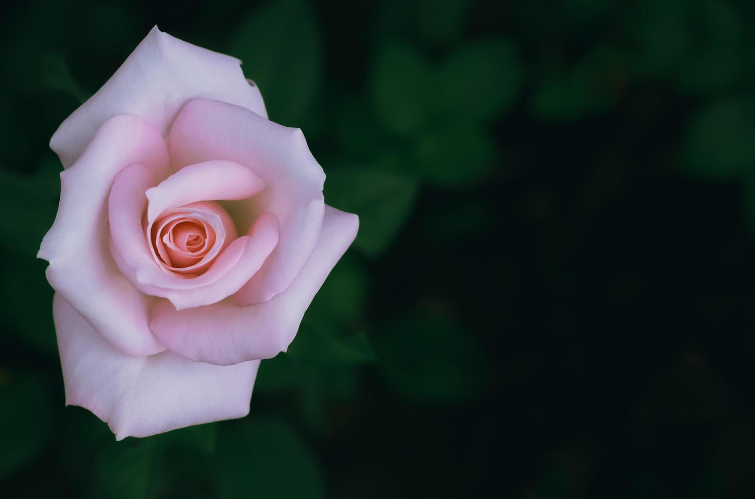 Pink color rose on its tree with dark background. photo