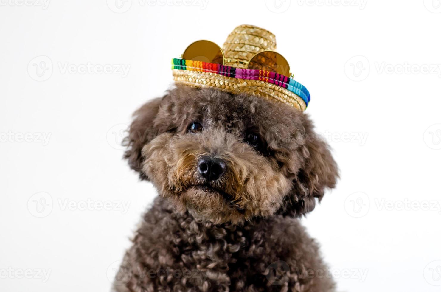 un adorable perro caniche negro con sombrero con gafas de sol sobre fondo de color blanco para el concepto de verano. foto