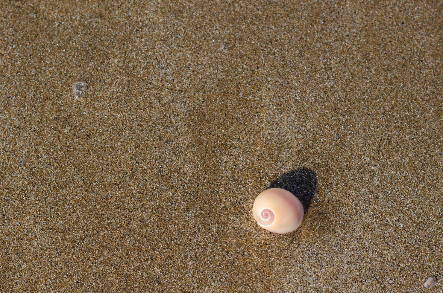 An empty shell on the wet clean sand of the beach with shadow from sunlight. Travel and vacation concept. photo