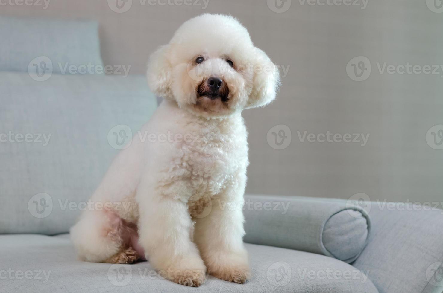 Adorable smiling white Poodle dog sitting and relaxing alone on blue couch while stay at home. photo