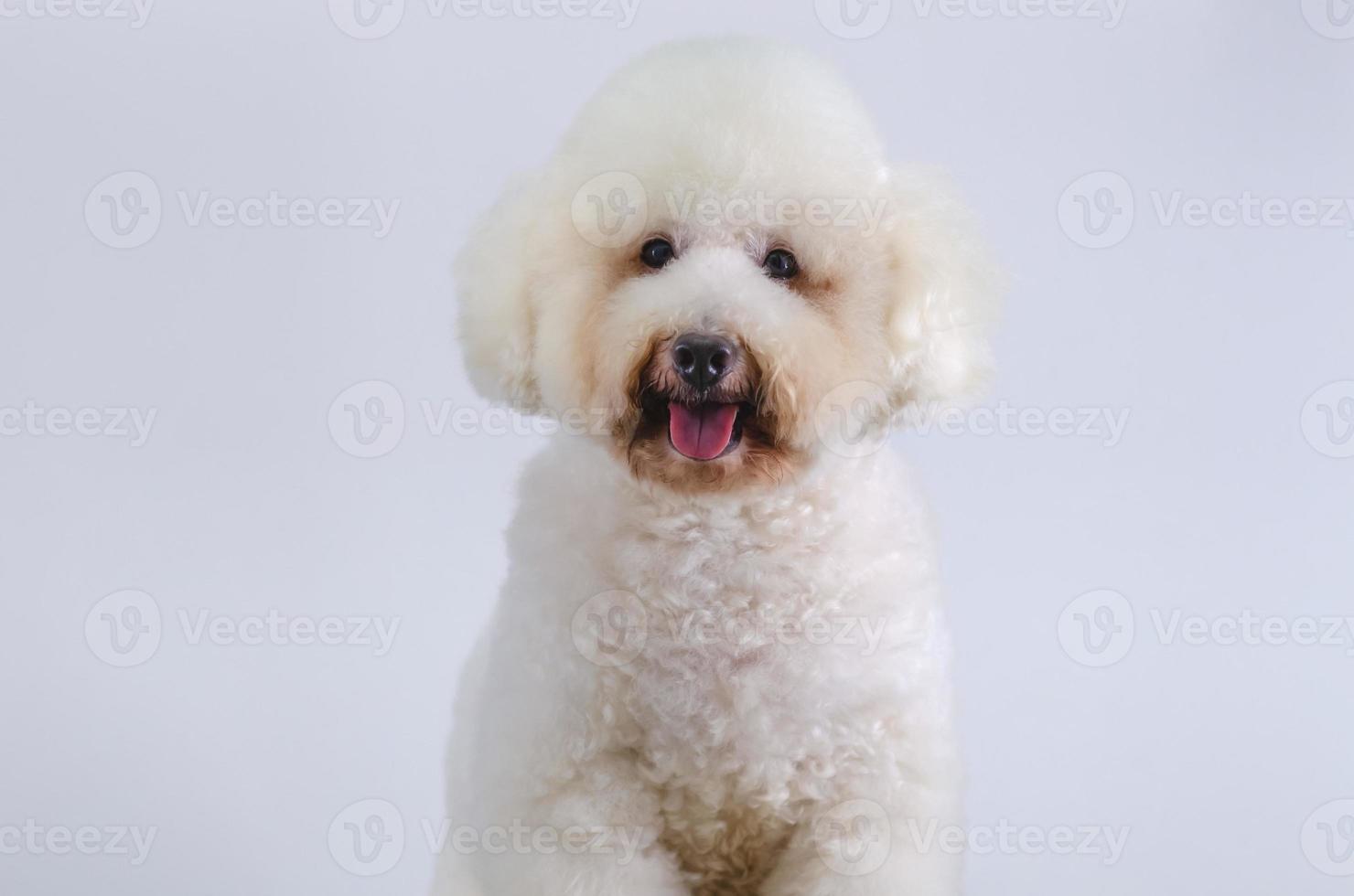 Adorable white Poodle dog smiling with happy face on white color background. photo