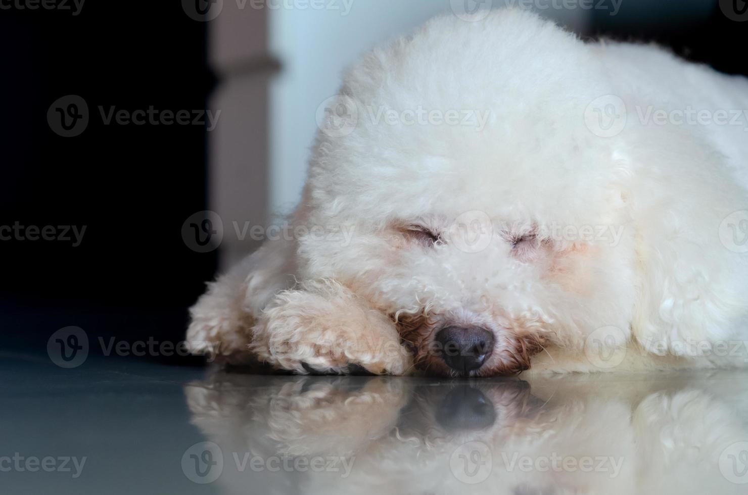 Adorable white Poodle dog sleeping alone on the floor in the house. photo