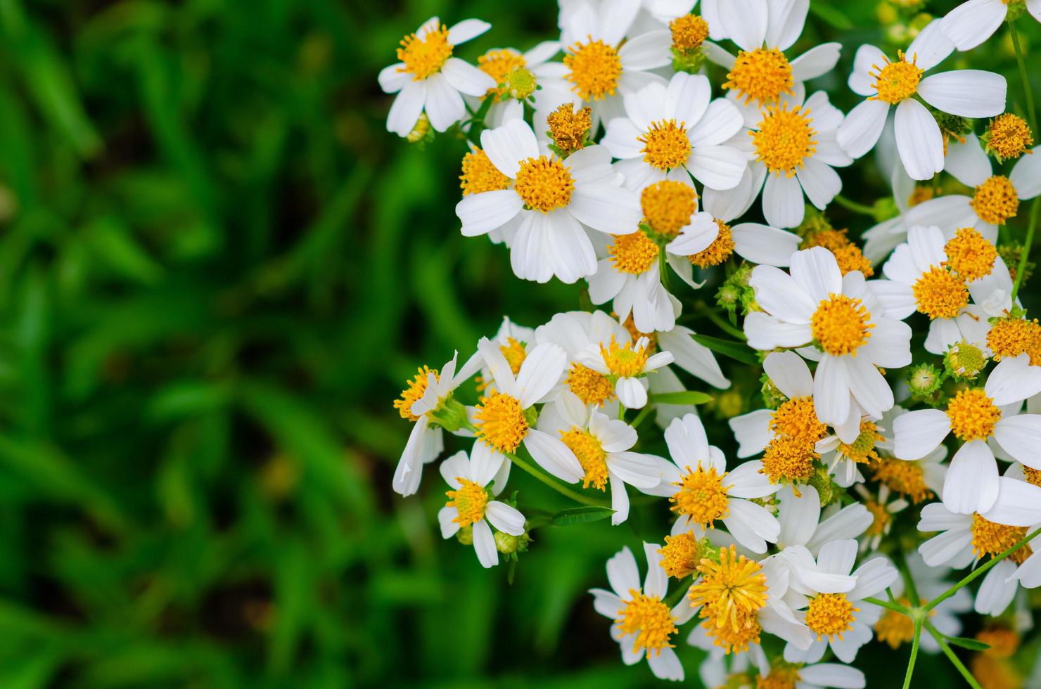 Partial focus of Spanish needles or Bidens alba flowers on green grass background. photo