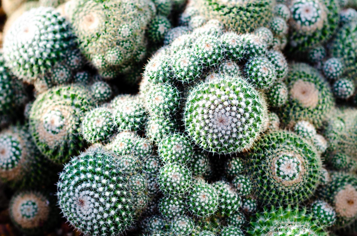 Selective focus of Mammillaria matudae which is columnar cactus that offsets basally to form wide clusters in time. photo