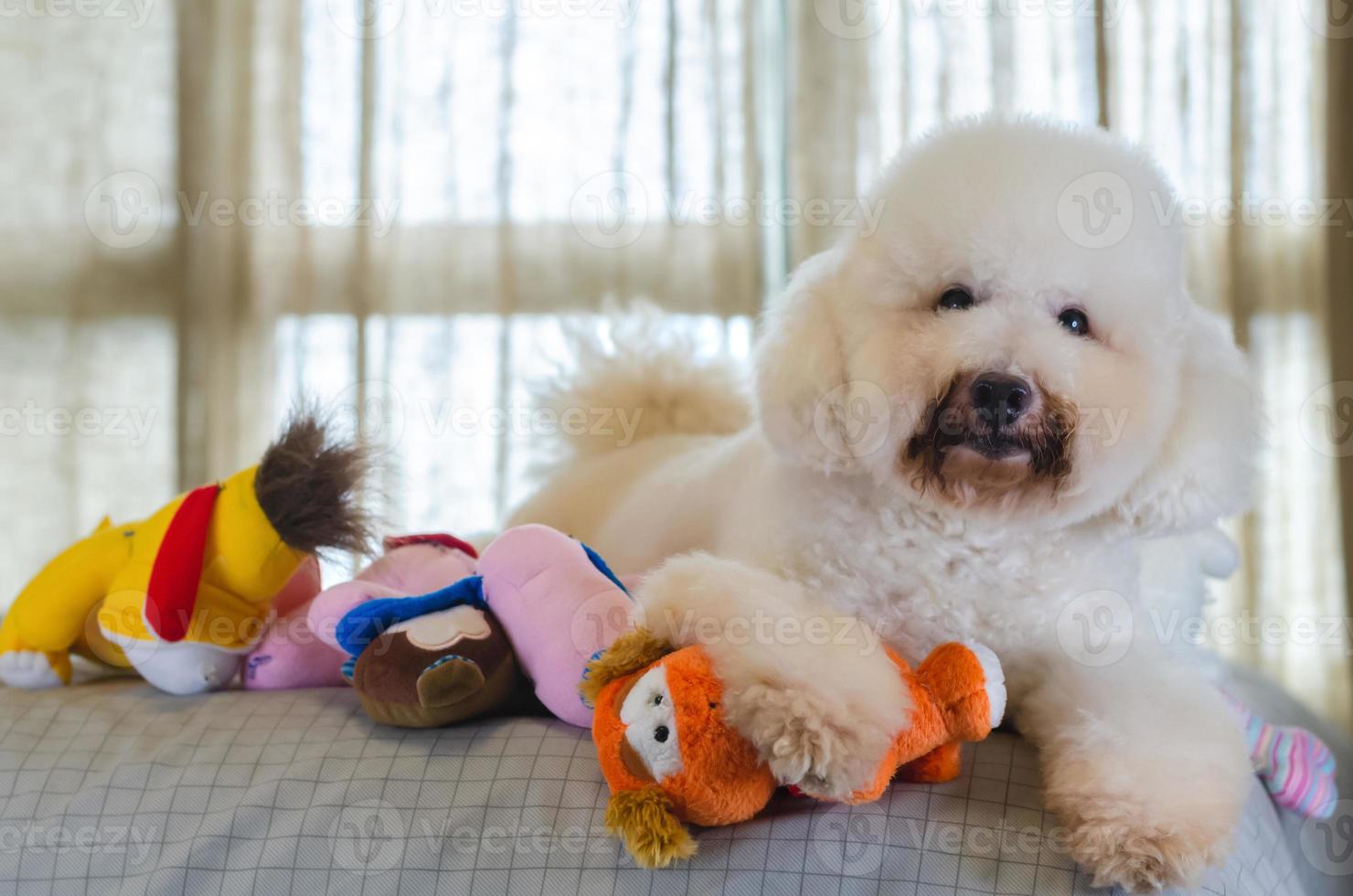 Adorable smiling and happy white Poodle dog sitting and taking many toys to play on bed. photo