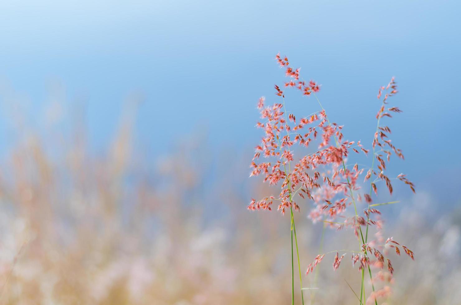 Blurred focus of Rose Natal grass with blurry brown and blue color background from dry leaves and water from the lake. photo
