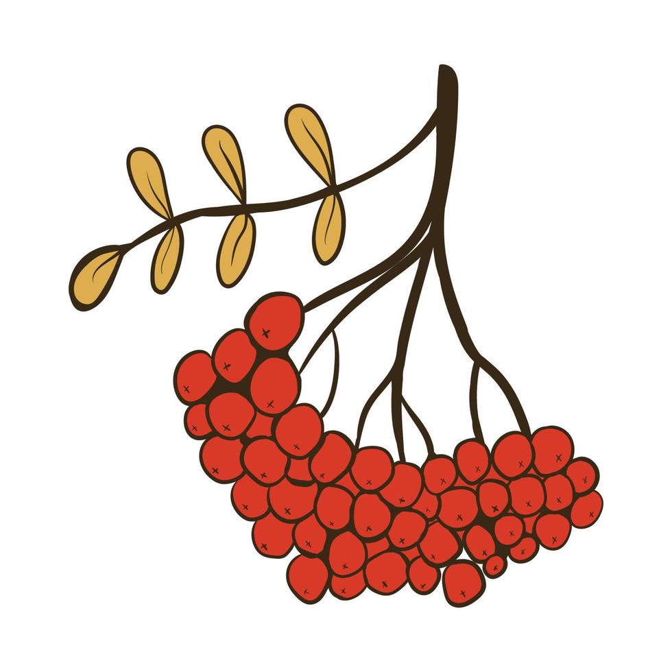 A branch of mountain ash. Vector illustration with doodles on the theme of cozy autumn.A cute element for greeting cards, posters, stickers and seasonal design. Isolated on a white background.