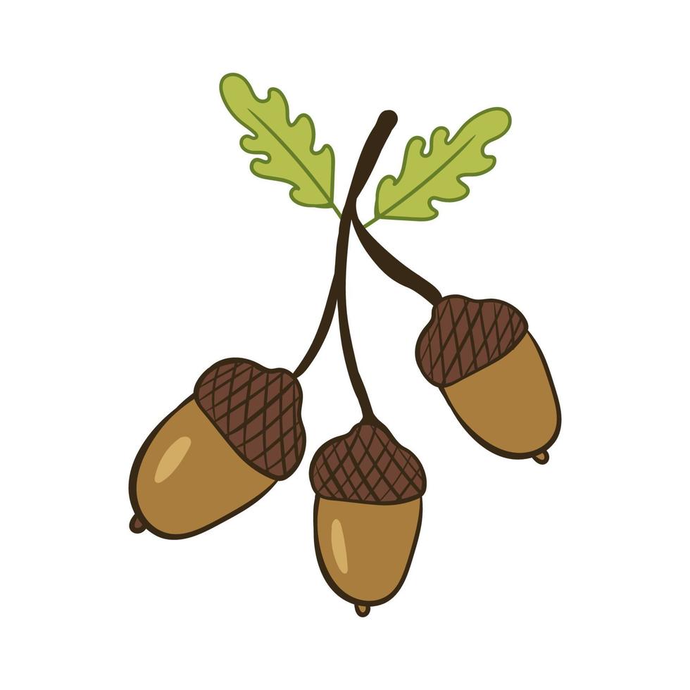 bellotas en una rama. ilustración de vector con garabatos sobre el tema del otoño acogedor. un elemento lindo para tarjetas de felicitación, carteles, pegatinas y diseño de temporada. Aislado en un fondo blanco.