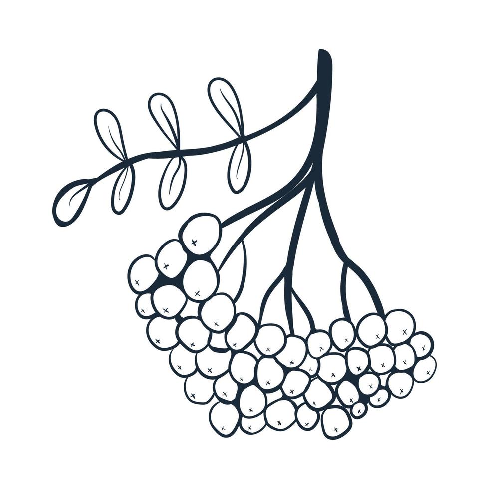 Rowan branch line art. Vector illustration with scribbles on the theme of cozy autumn. Cute element for greeting cards, posters, stickers and seasonal design. Isolated on a white background.