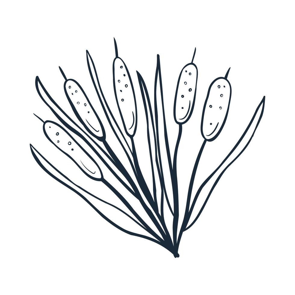Reeds line art. Vector illustration with scribbles on the theme of cozy autumn. Cute element for greeting cards, posters, stickers and seasonal design. Isolated on a white background.