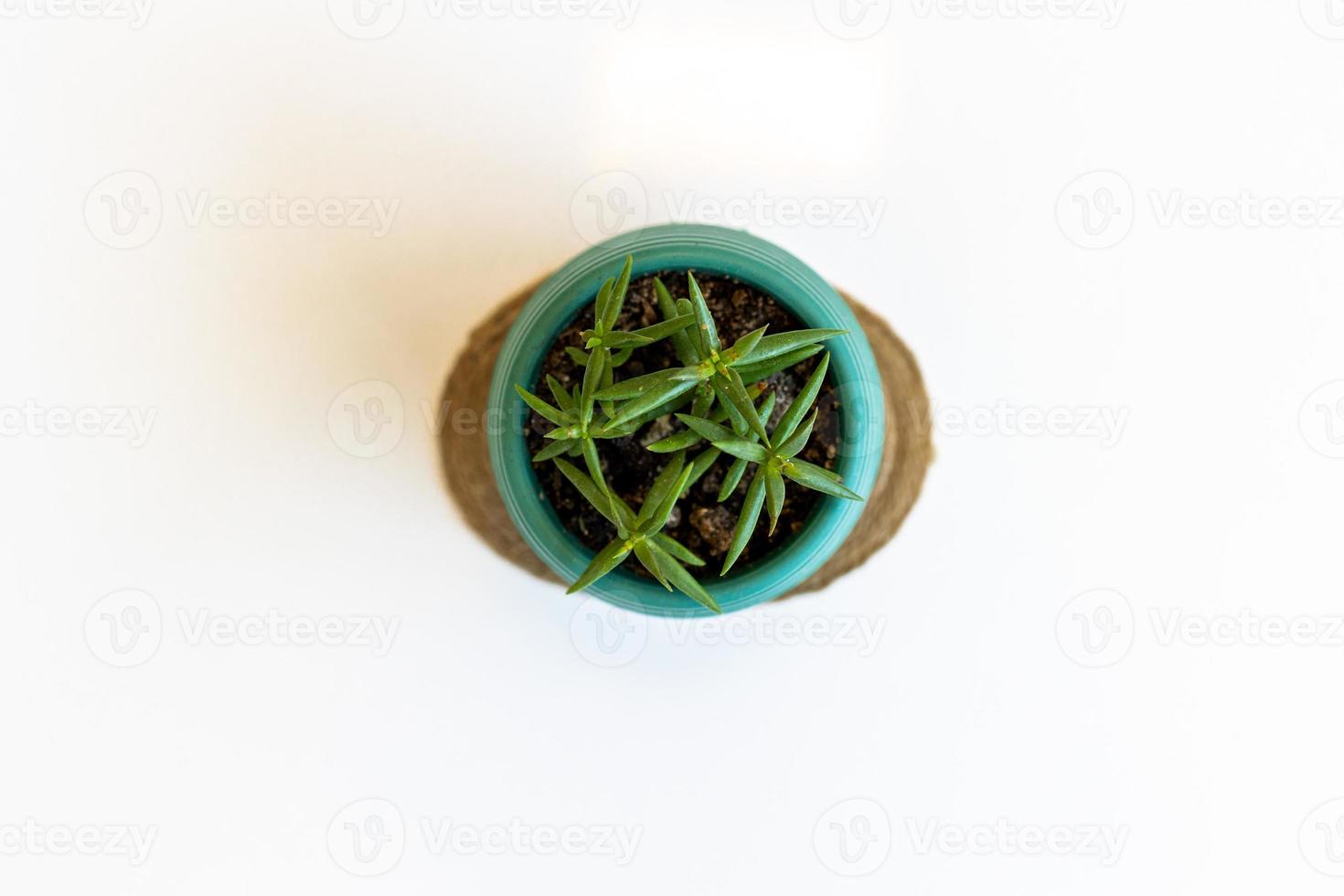 Succulent in a pot stands on a white table photo