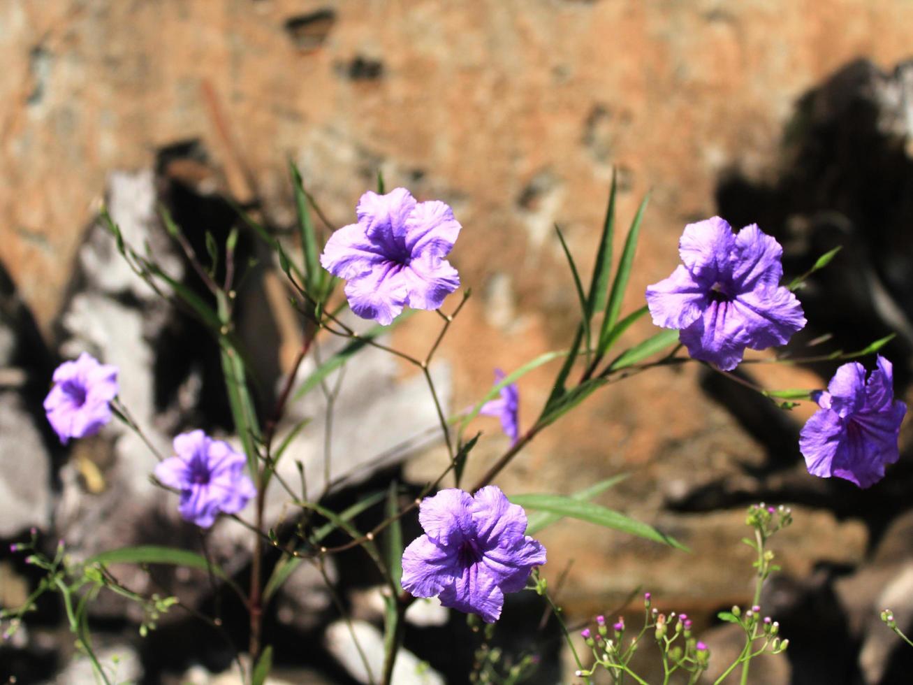 Purple flower with tropical green leaves. photo