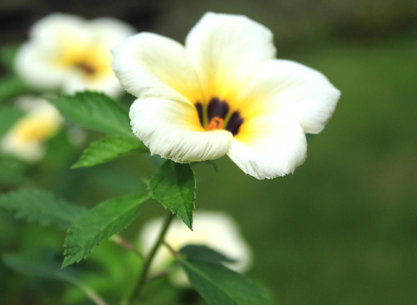 White flower with tropical green leaves photo