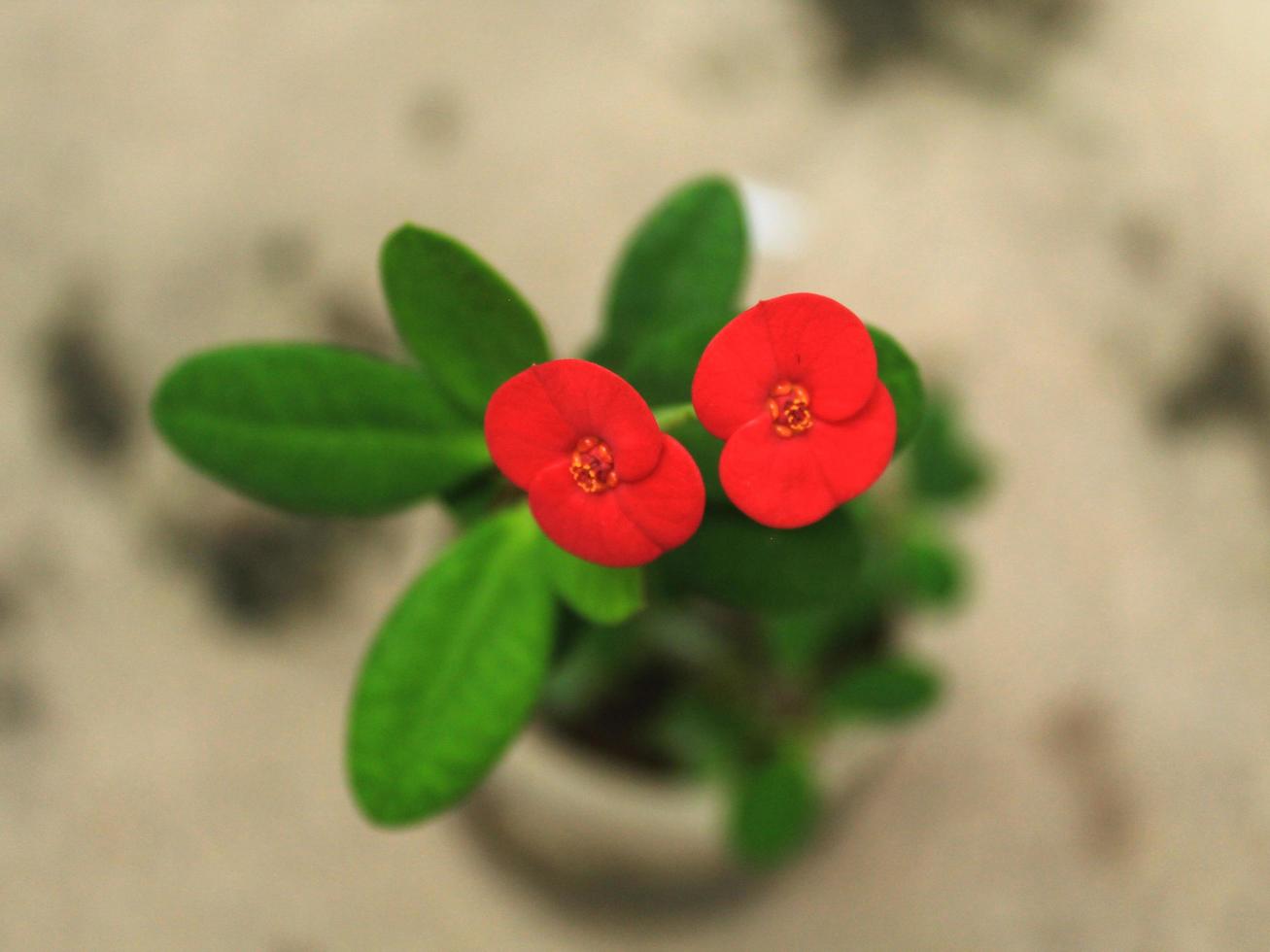 Red flower with tropical green leaves. photo