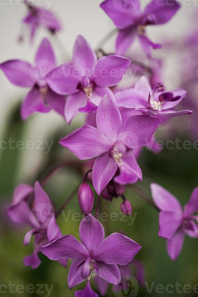 purple orchid photo background