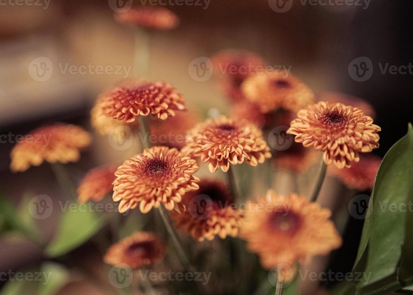 flower vase for background photo