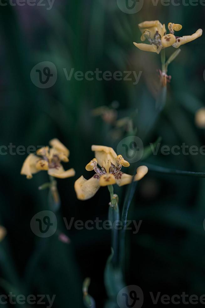 Orchid yellow photo and background