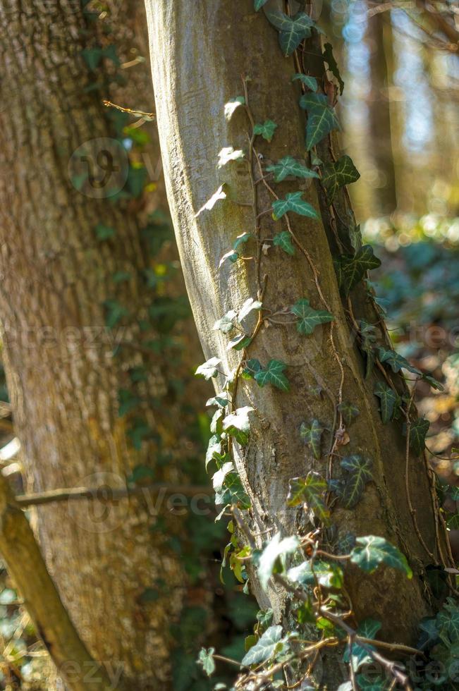 one branch with green ivy leaves in the forest photo