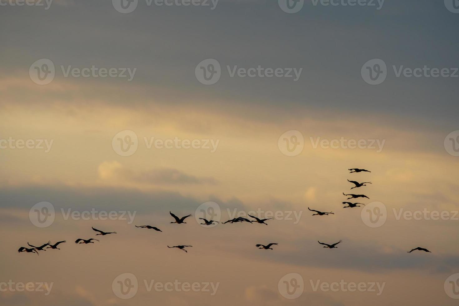 several cranes fly in the sky photo