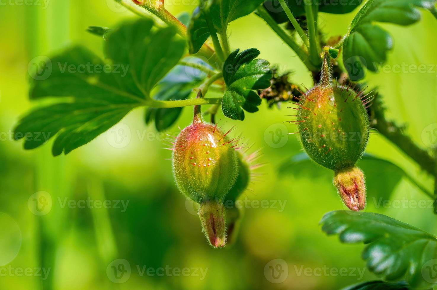 one branch with ripe gooseberries photo