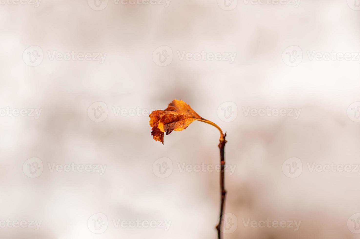una rama con hojas marrones de otoño en el bosque foto