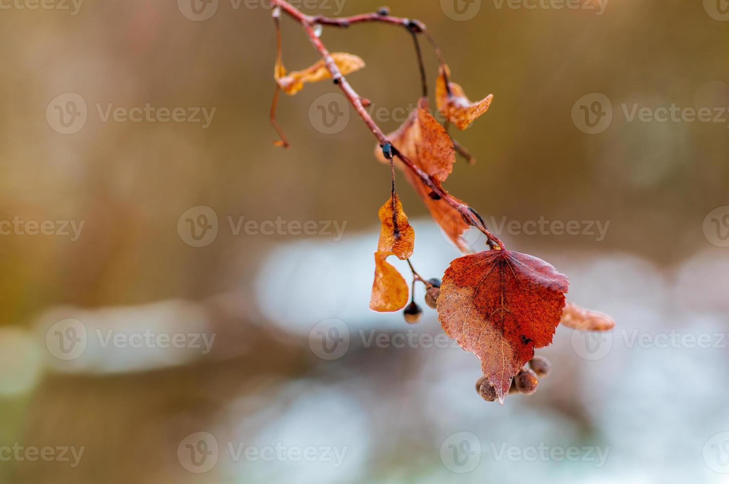 una rama con hojas marrones de otoño en el bosque foto