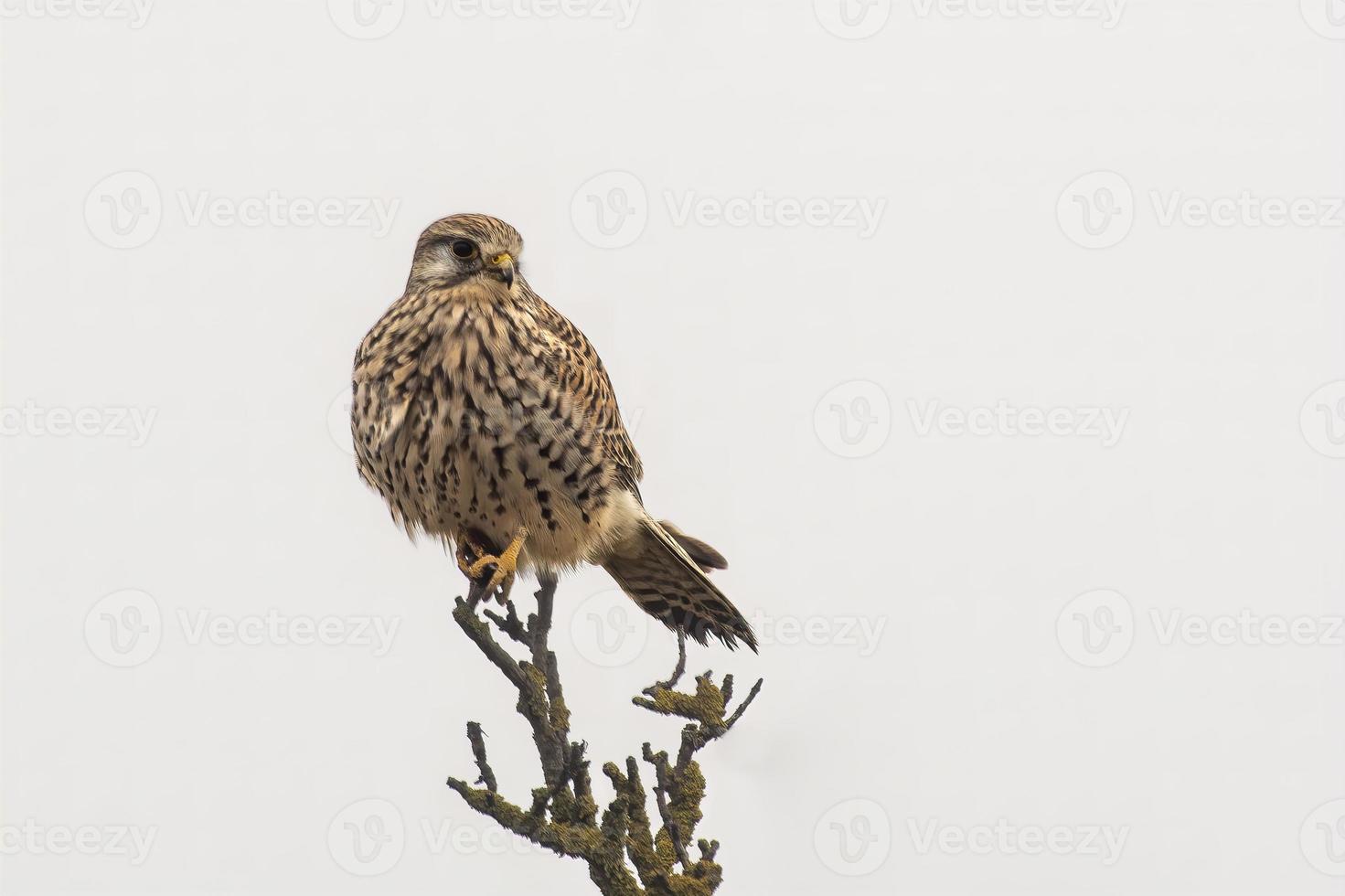 a female kestrel sits on a lookout and looks for prey photo