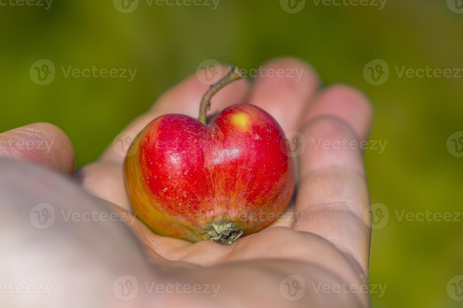 one hand with a red apple photo