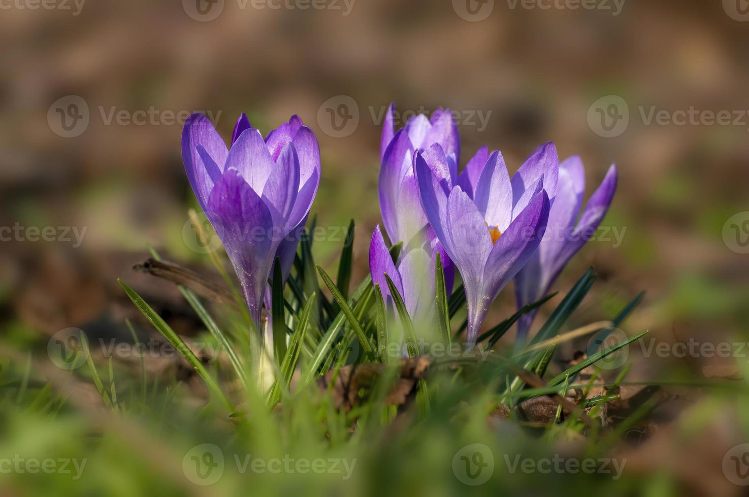 bonita flor morada de una flor de azafrán foto