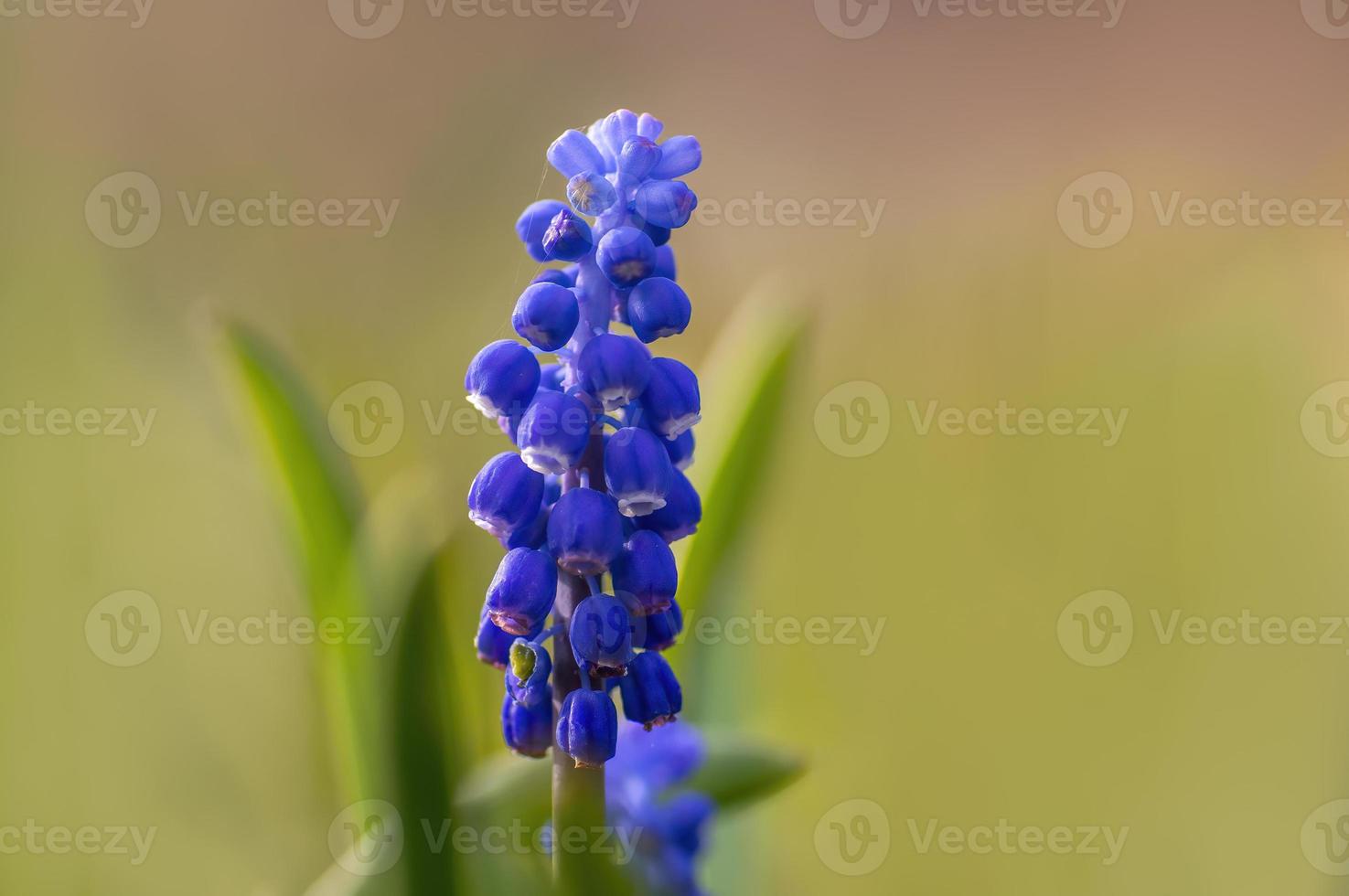one blue grape hyacinth blossom in a garden photo