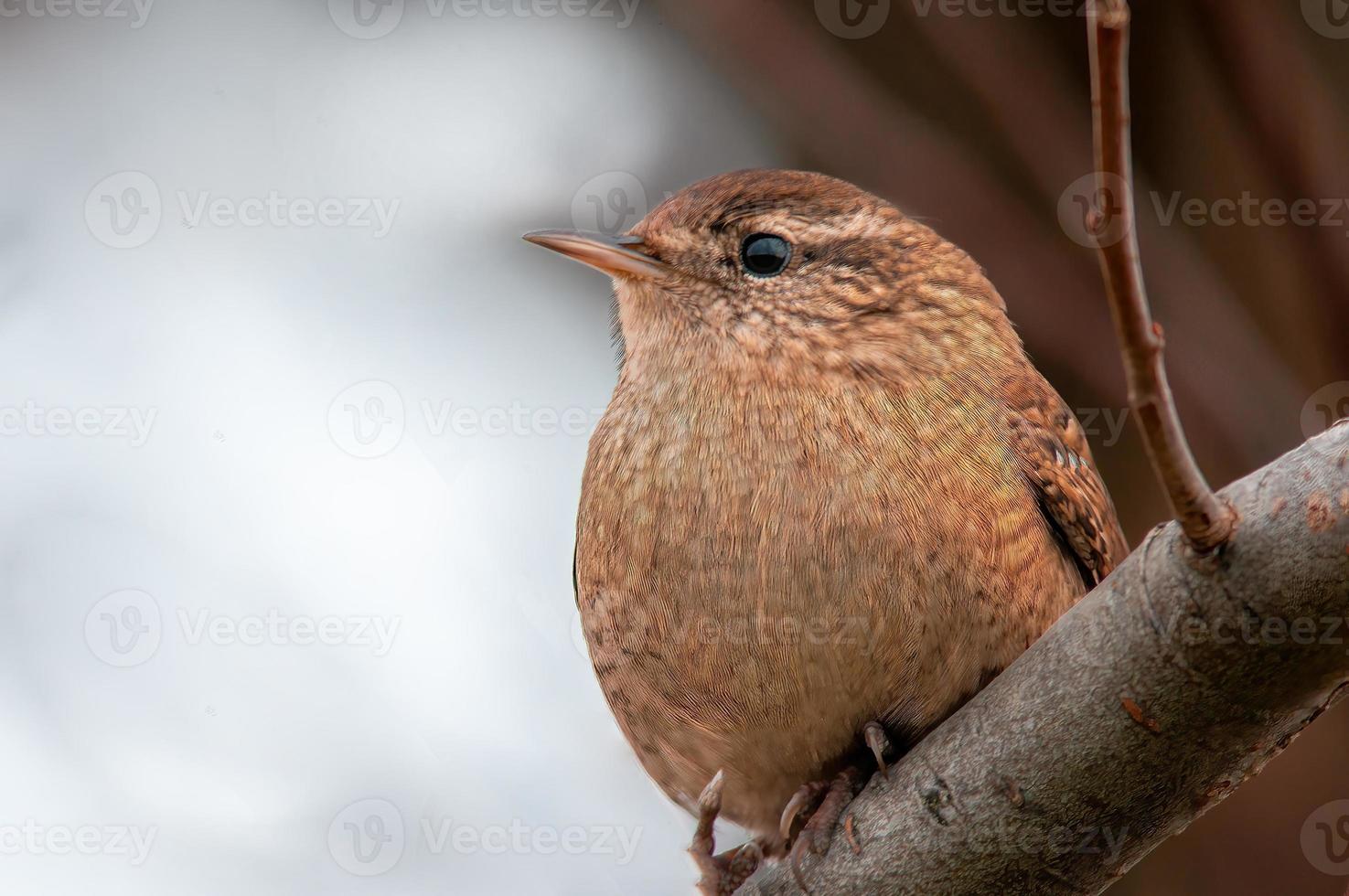 a wren sits on a branch and looks for food photo