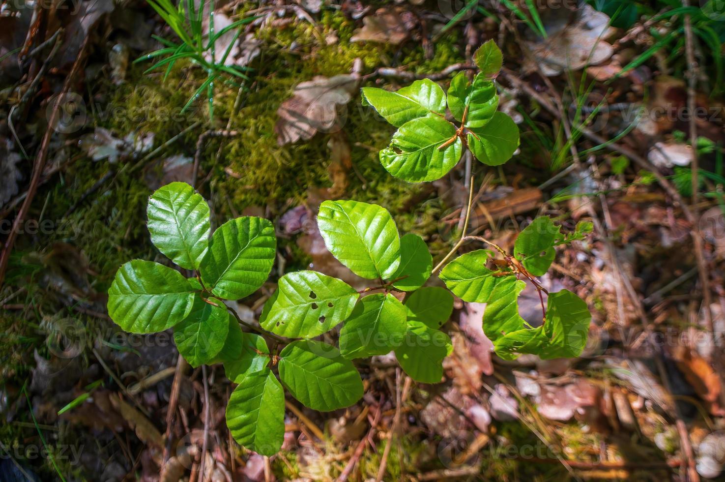 one branch with green leaves in the forest photo