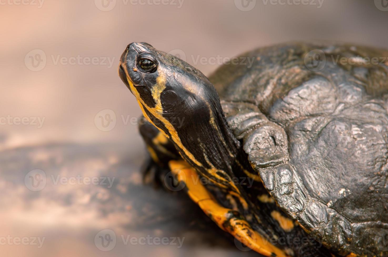 una tortuga sentada en una rama foto