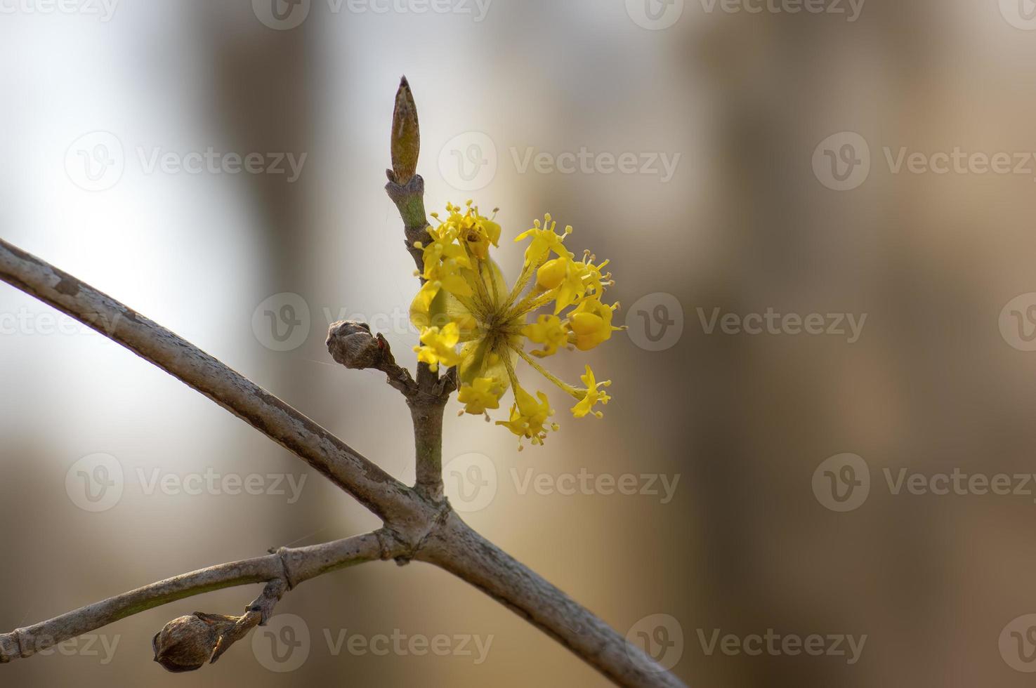 many yellow flowers on a branch photo