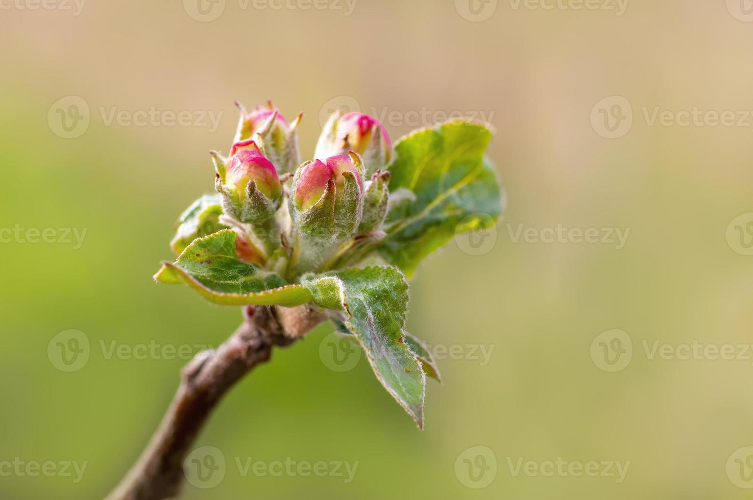 many blossoms on a branch of an apple tree photo