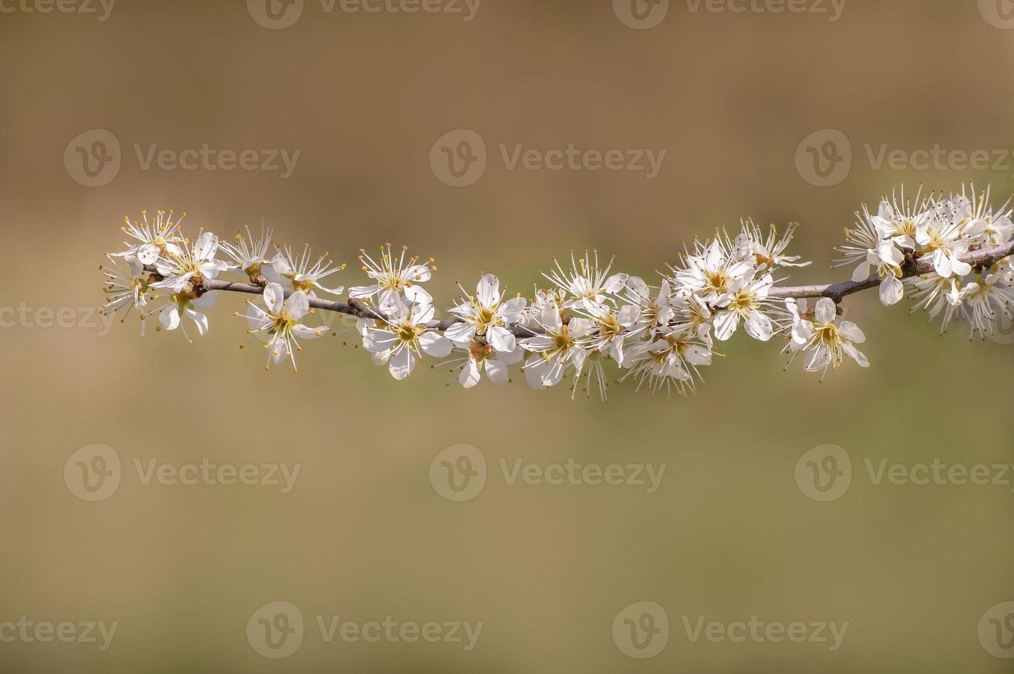 many blossoms on a branch of an plum tree photo