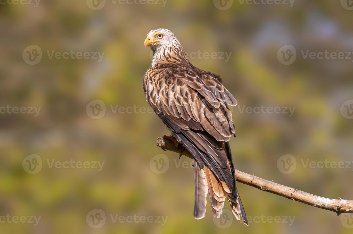 a red kite sits on a branch and looks for prey photo