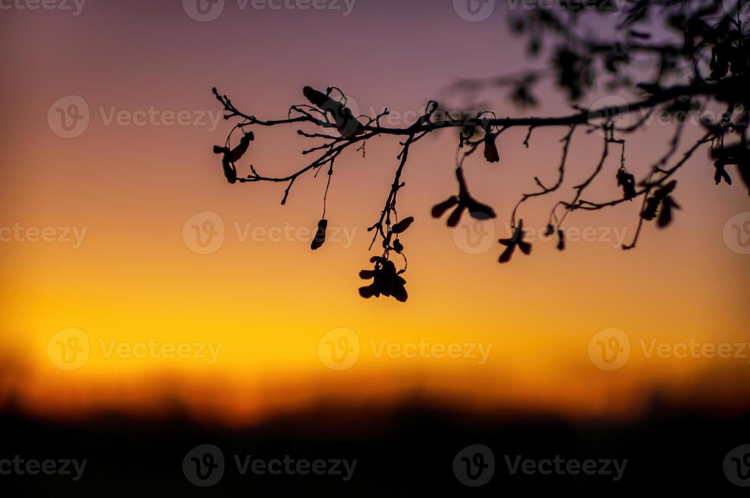 one branch of a maple tree in golden sulight photo