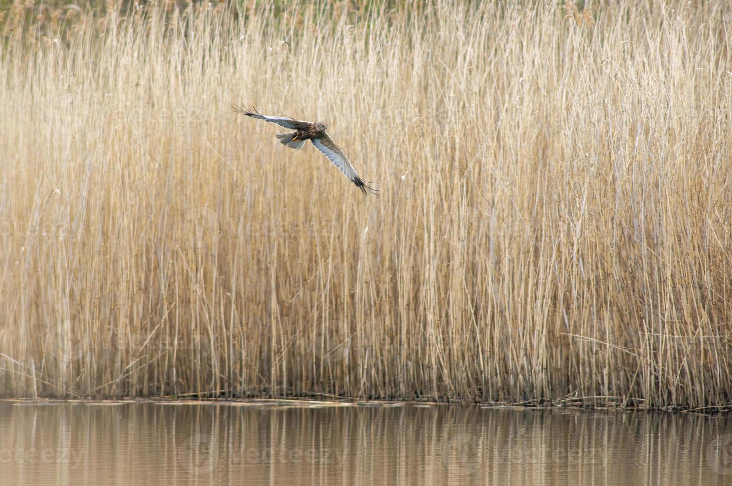 un aguilucho lagunero macho sale volando de las cañas de un lago foto