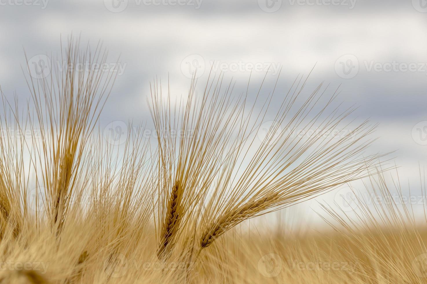 varias orejas de grano maduro en un campo foto