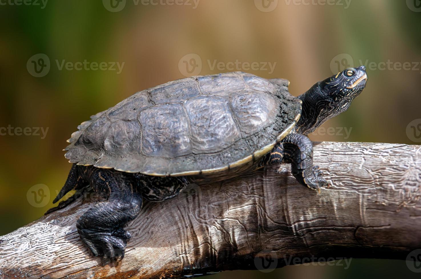una tortuga sentada en una rama foto
