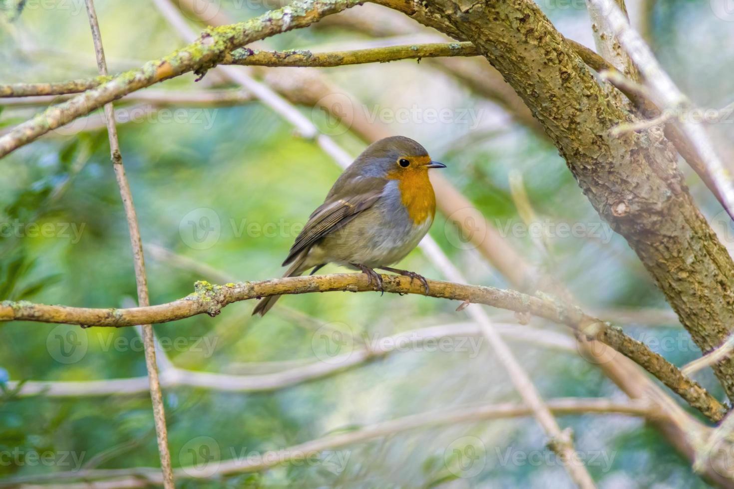 a robin sits on a branch photo