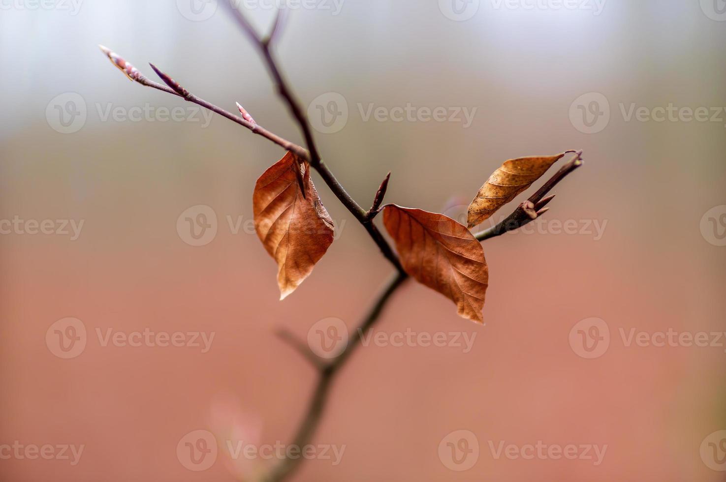 one branch with brown autumn leaves in the forest photo