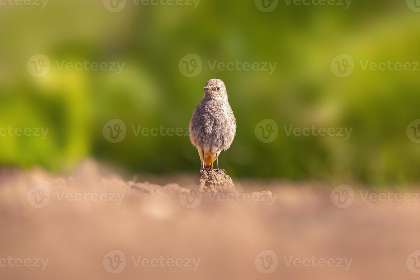 a female redstart looking for food on a freshly plowed field photo