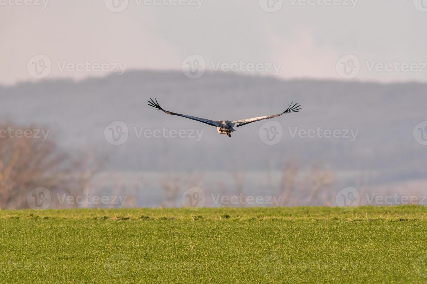 a crane flies over a green field photo